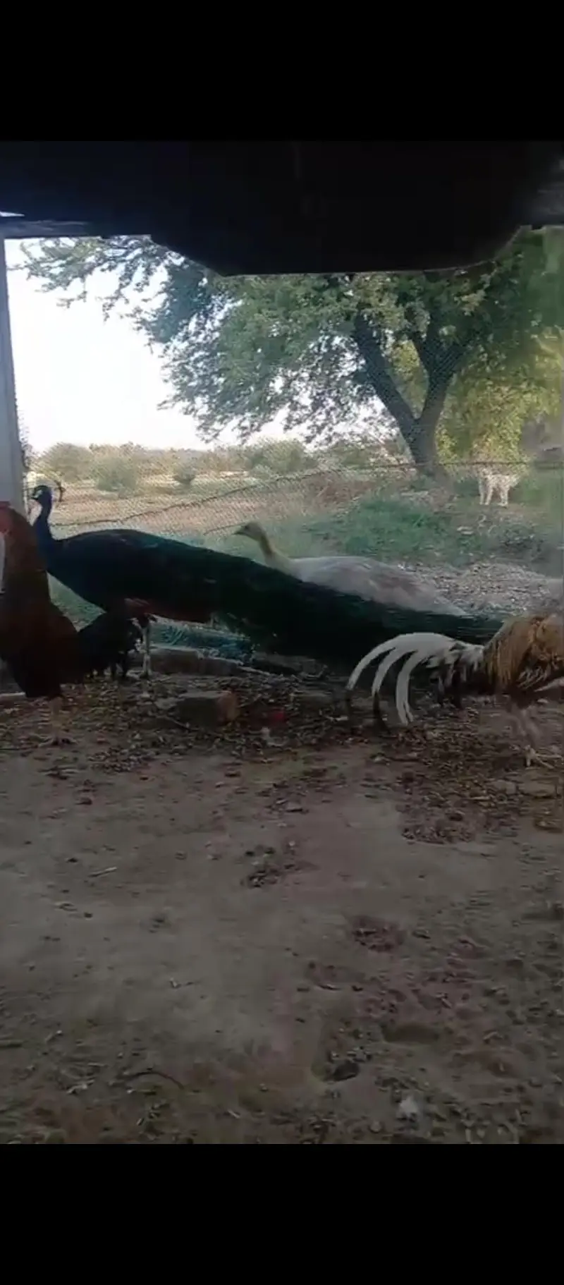 pea cock — photo 2