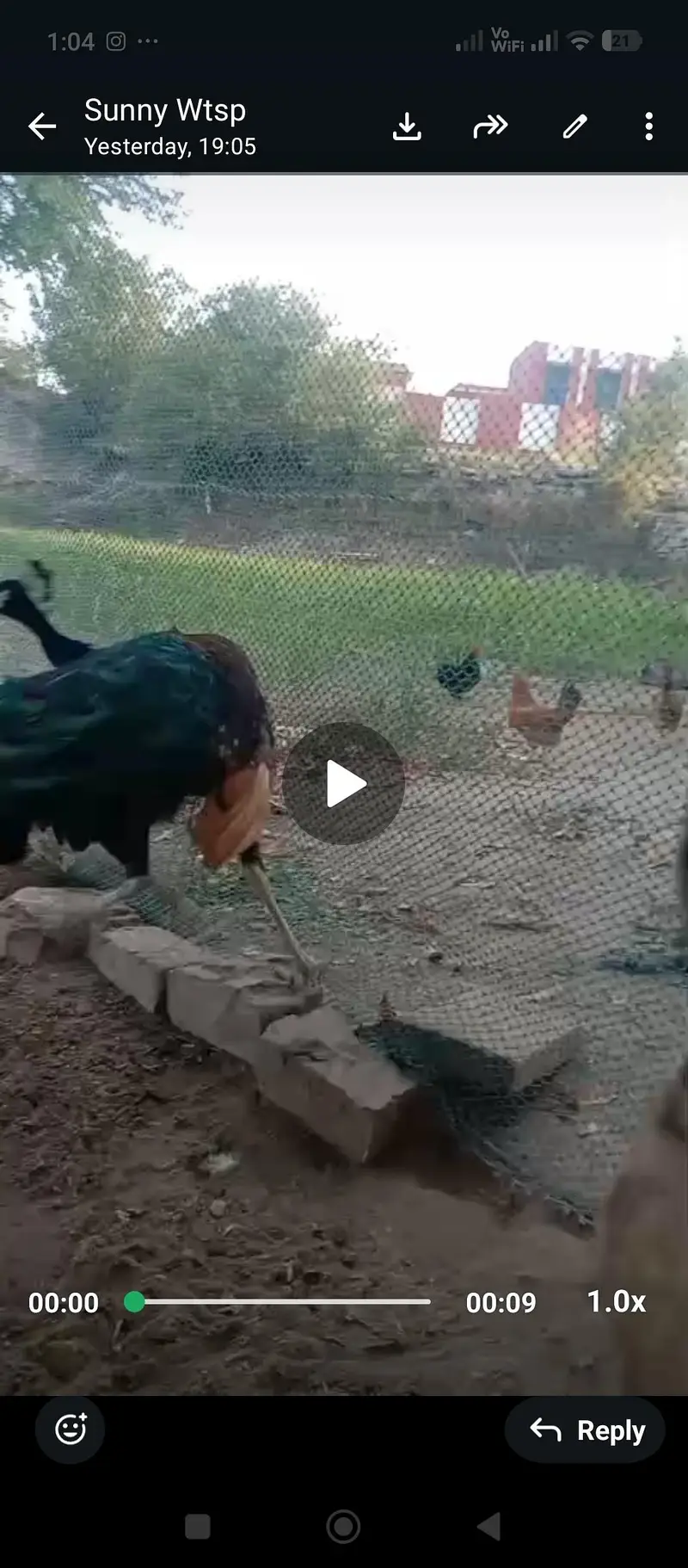 pea cock — photo 3