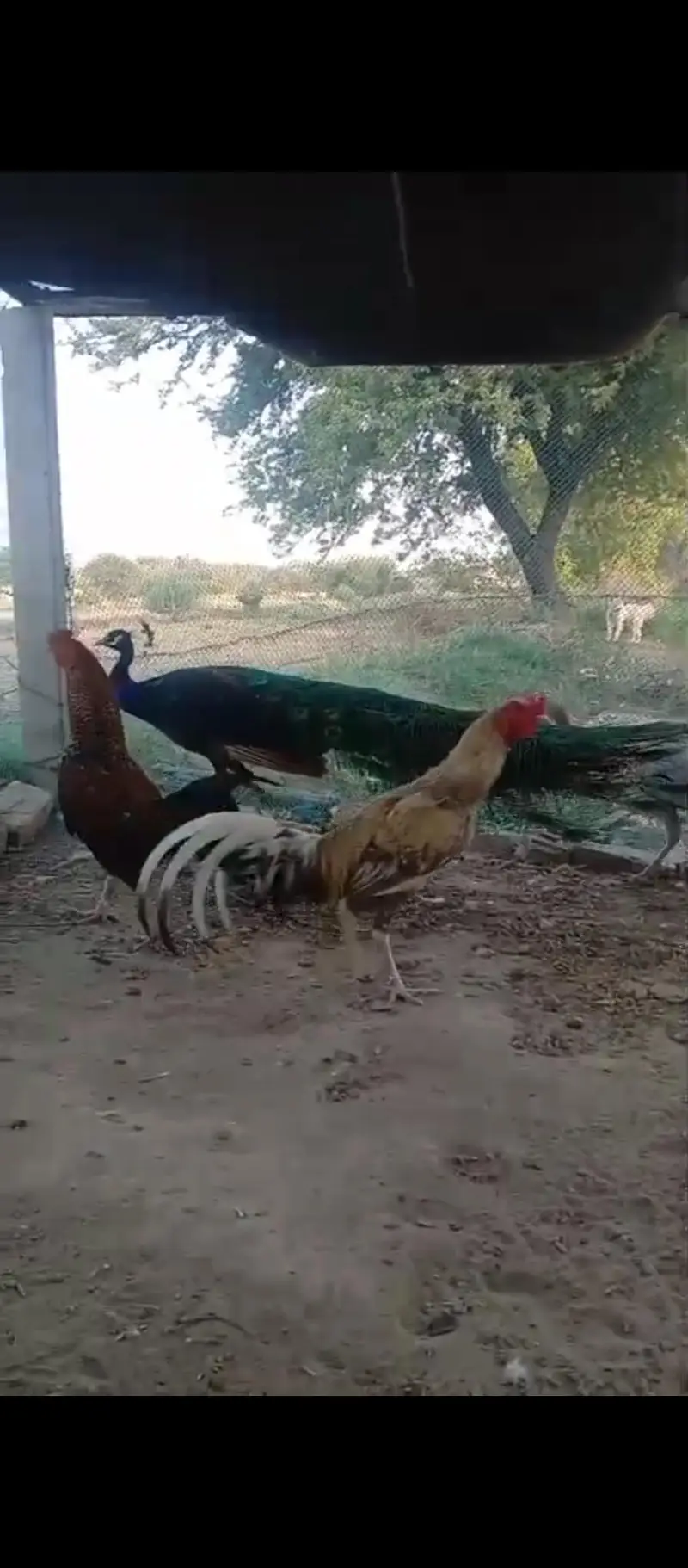 pea cock — photo 4