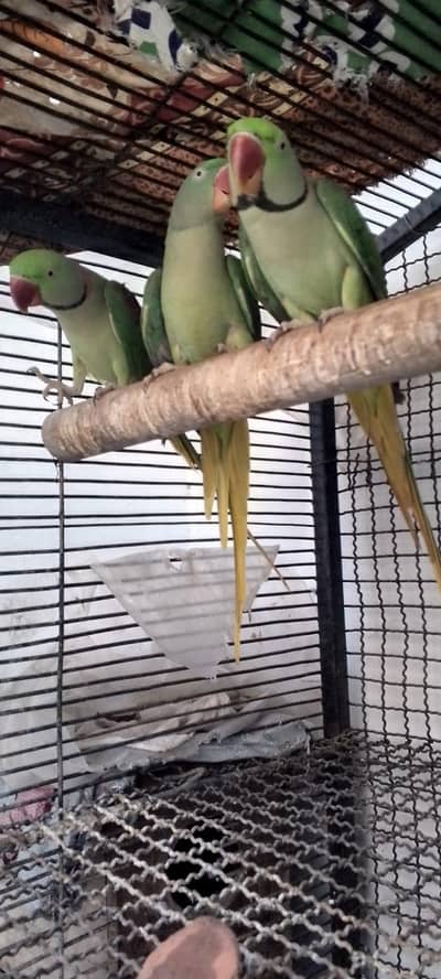 Raw parrot