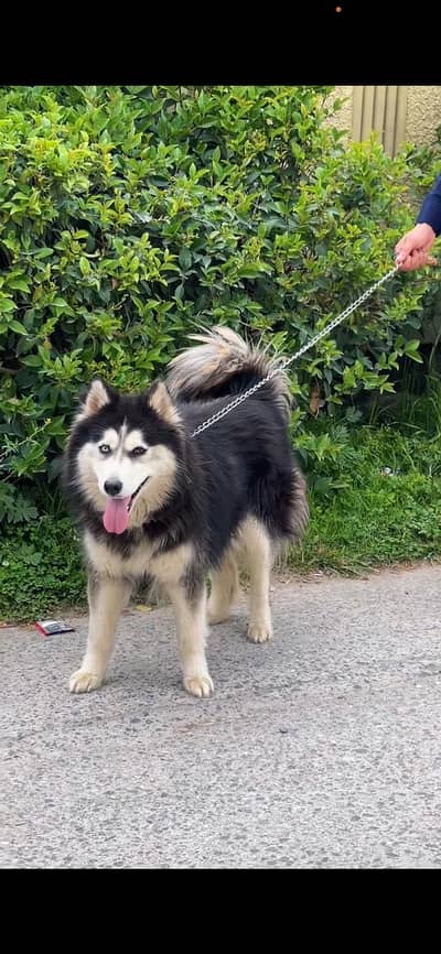 SIBERIAN HUSKY