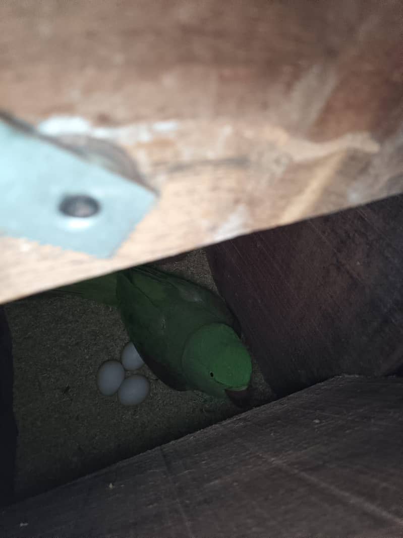 raw parrots 2
