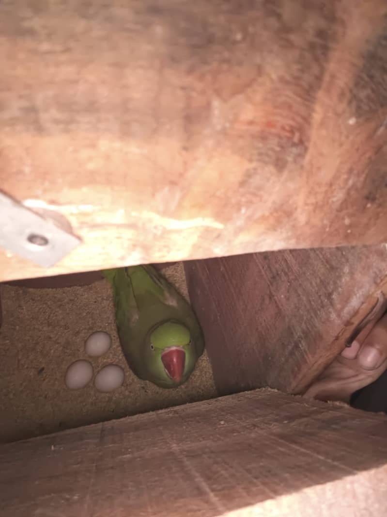 raw parrots 1