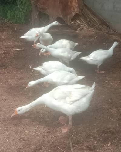 Duck family
