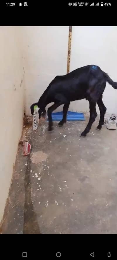 Tota pari goat