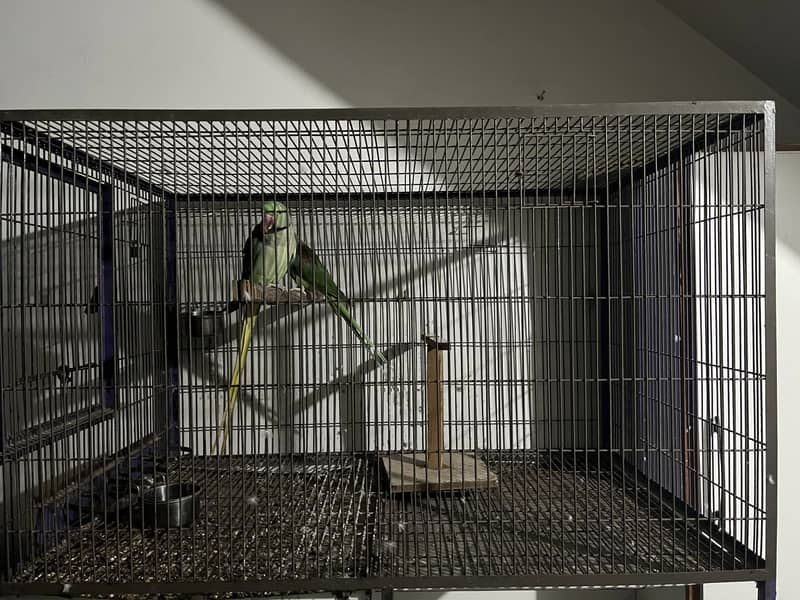 raw parrots 0
