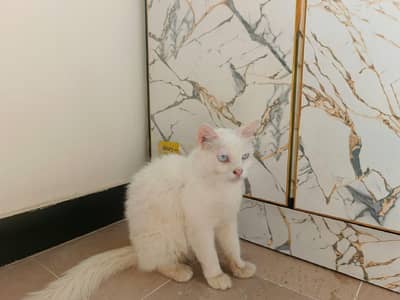 cats persian white