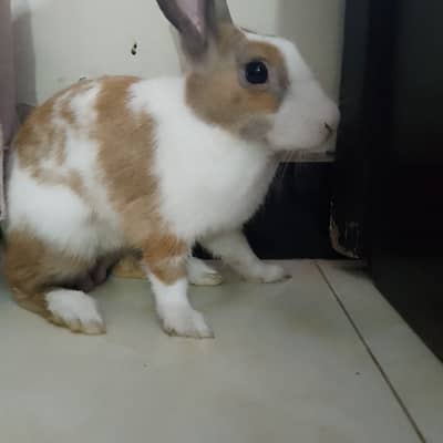 Rabbit  for sale