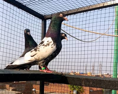 Rampori breder pair