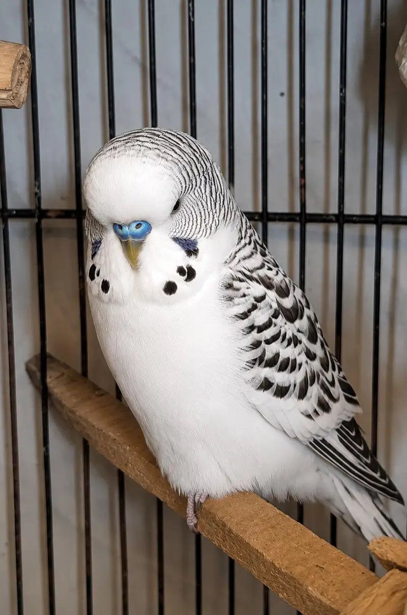 White tcb king Exi breeder male