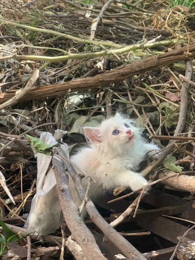 4 beauties available 2 male 2 female