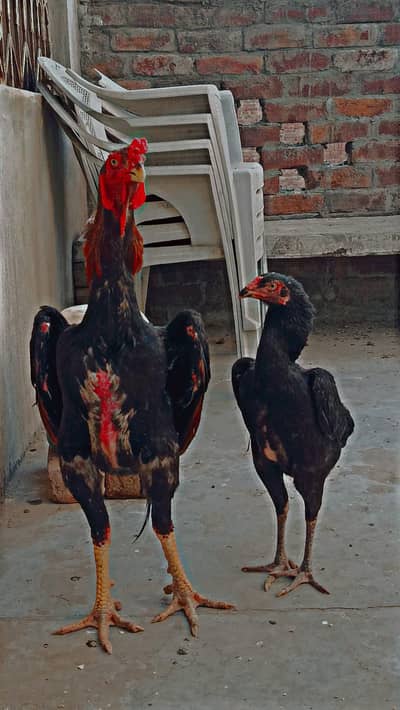 Top Quality Active Aseel Pair (Murga Murgi) Urgent Sale