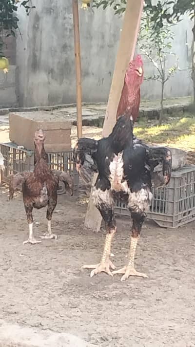 Turkey and Shamu Setup