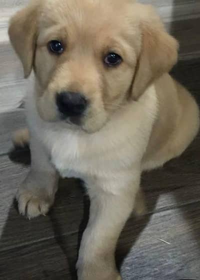 Labrador Male Puppy