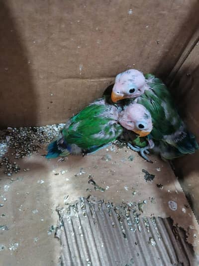 fisher chicks available