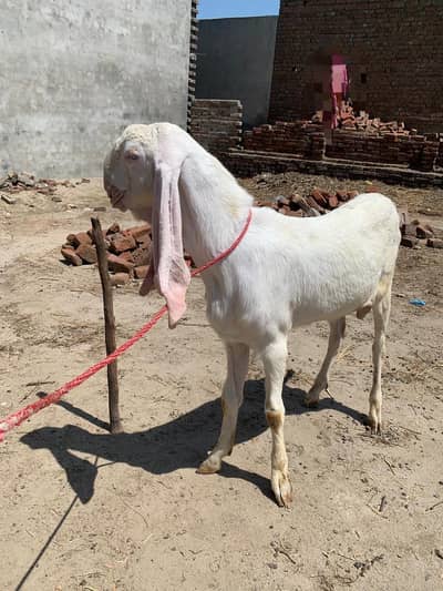 pure rajanpuri Bakra
