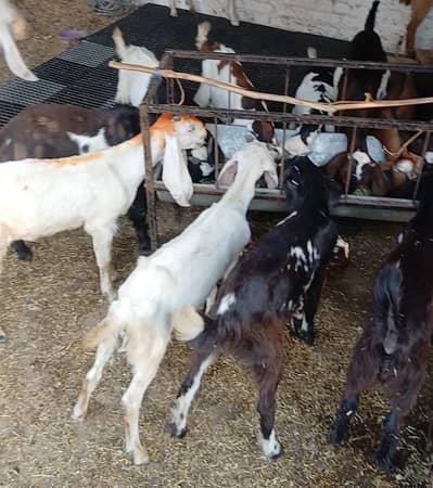 Male Goats For sale