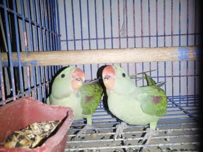 Raw Chicks for sale