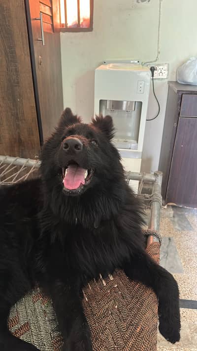 Black germen shepherd pink pedigree