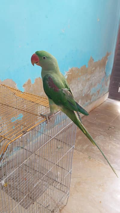 green parrot for sale