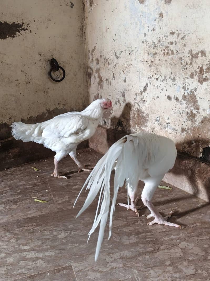 Heera Pair 2