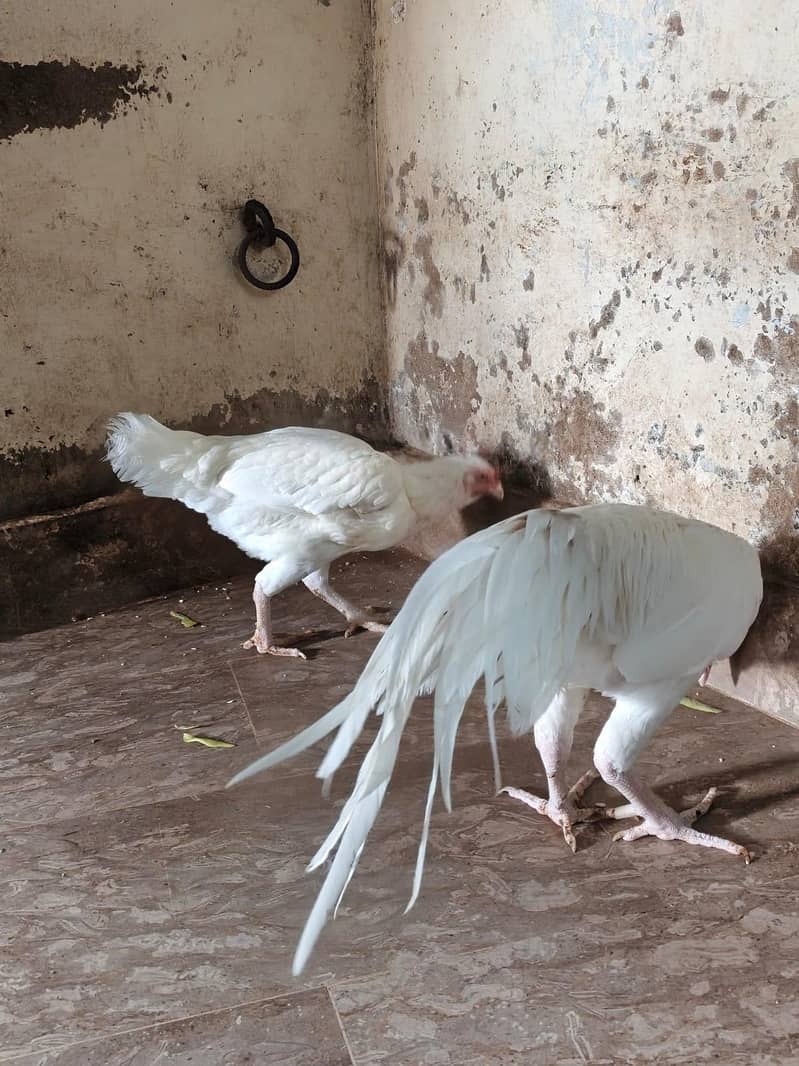 Heera Pair 4
