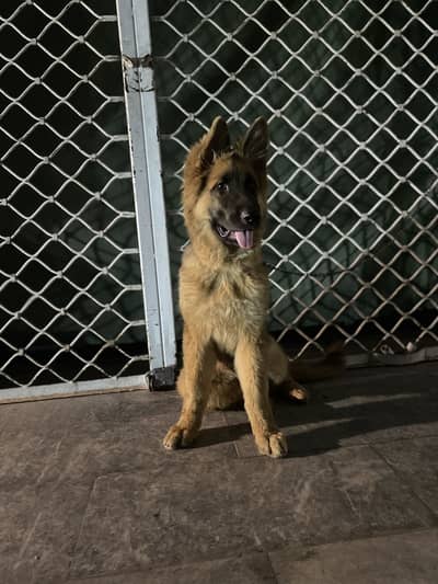 Active and healthy family dog ha