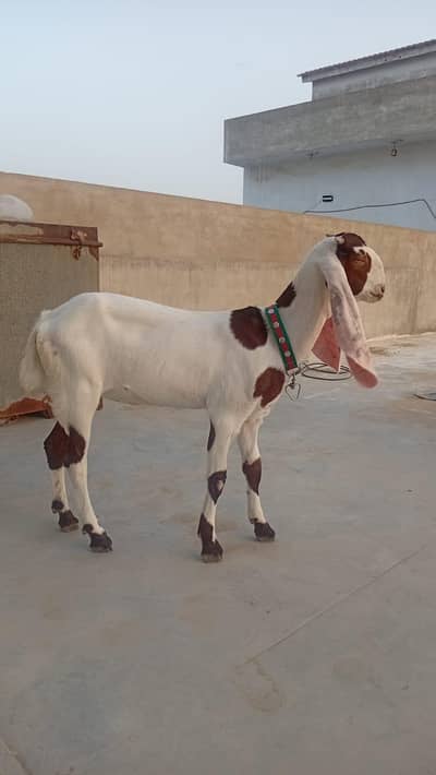 Gulabi breed femal for sale