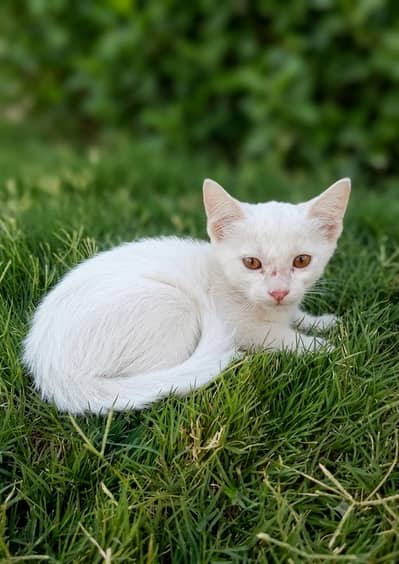 Beautiful white kitten for new home