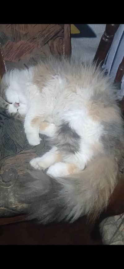 cat Persian for sale