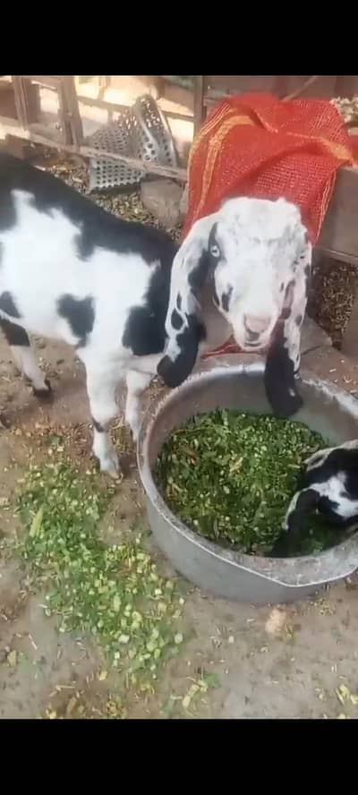 Dasi bakri doodh wali + 2 bacha