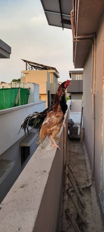 Healthy n active aseel breeder pair