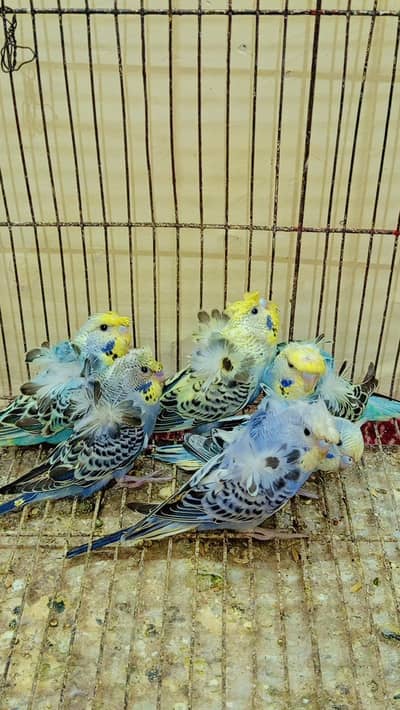 GOLDEN FACE HOGOROMO BUDGIE