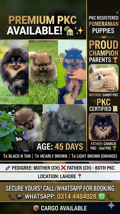 Show class Pomeranian puppies