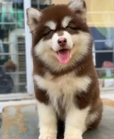 Siberian husky puppy blue eyes Watsapp 03313519881