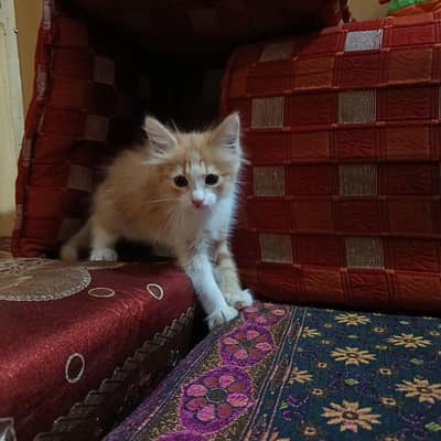 kitten for adopt!on