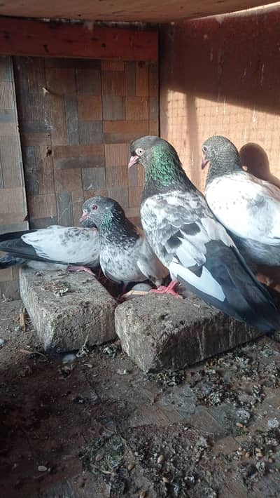 al breeder pairs urgently sale  lyingys eggs  with chicks