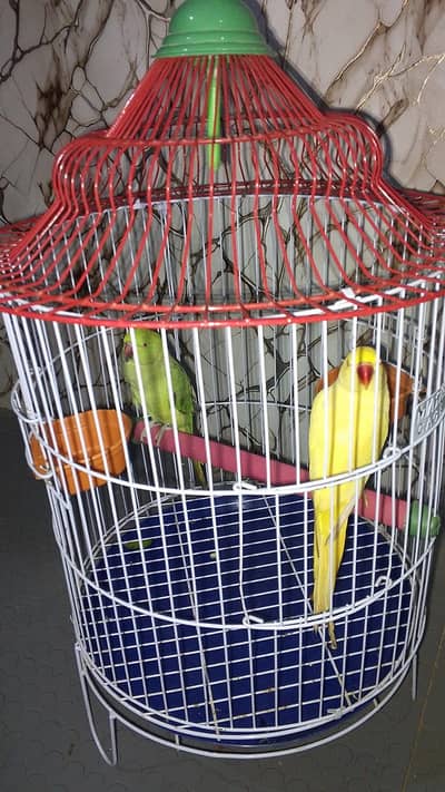 yellow ringneck male