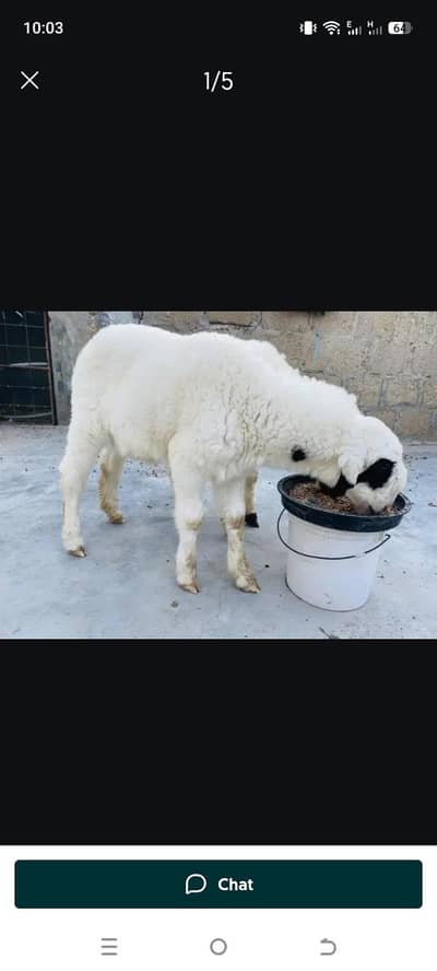 beetal / barbari bachy required