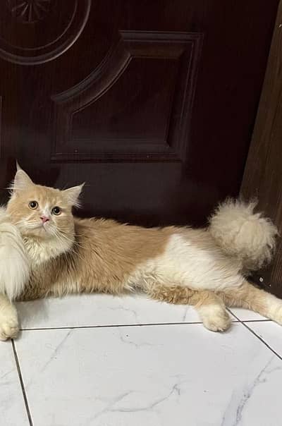 Premium Punch Face Persian Calico Male – Home Raised, Litter Trained