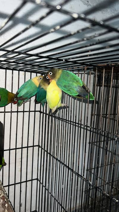 Mix colour love birds