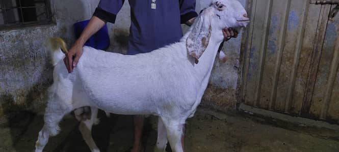 kajla and bakra for sale