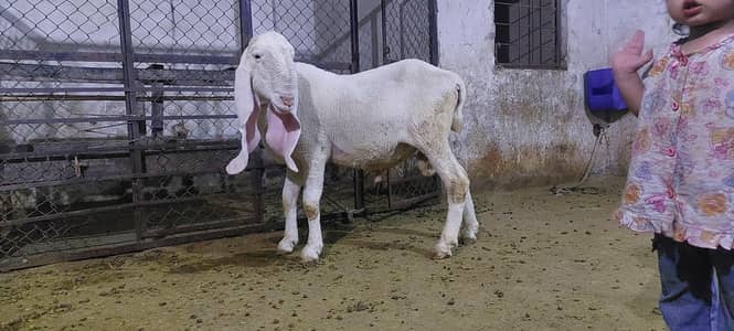 kajla for sale