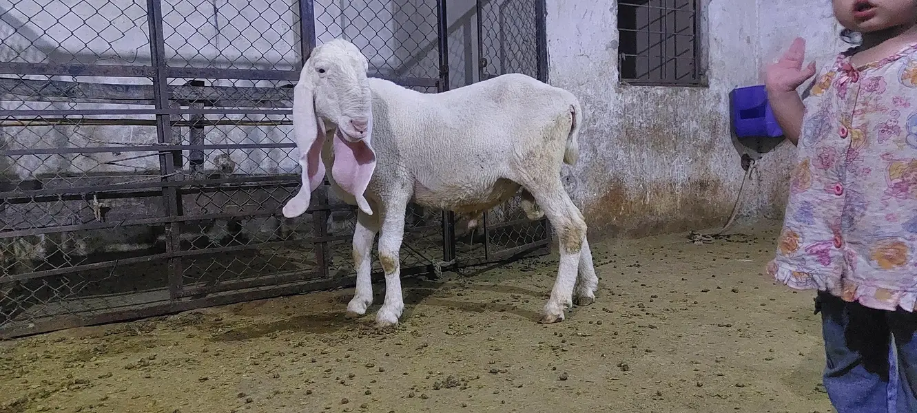 kajla and bakra for sale — photo 2