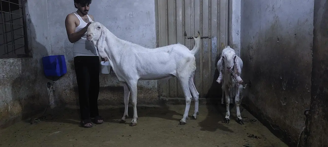 kajla and bakra for sale — photo 3