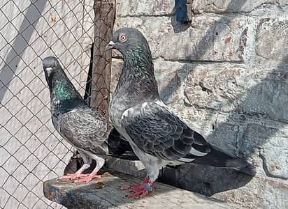 pair jaldar  fore sale 03246590010 whatsap