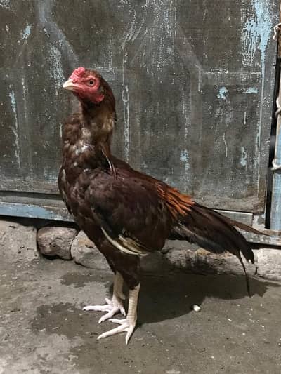 aseel pair for sale