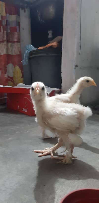 White Buff Chicks
