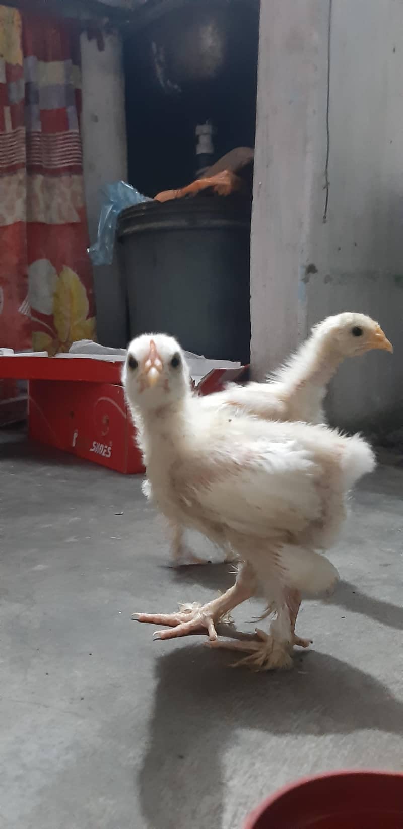 White Buff Chicks 0