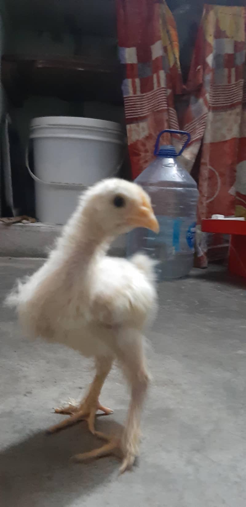 White Buff Chicks 1